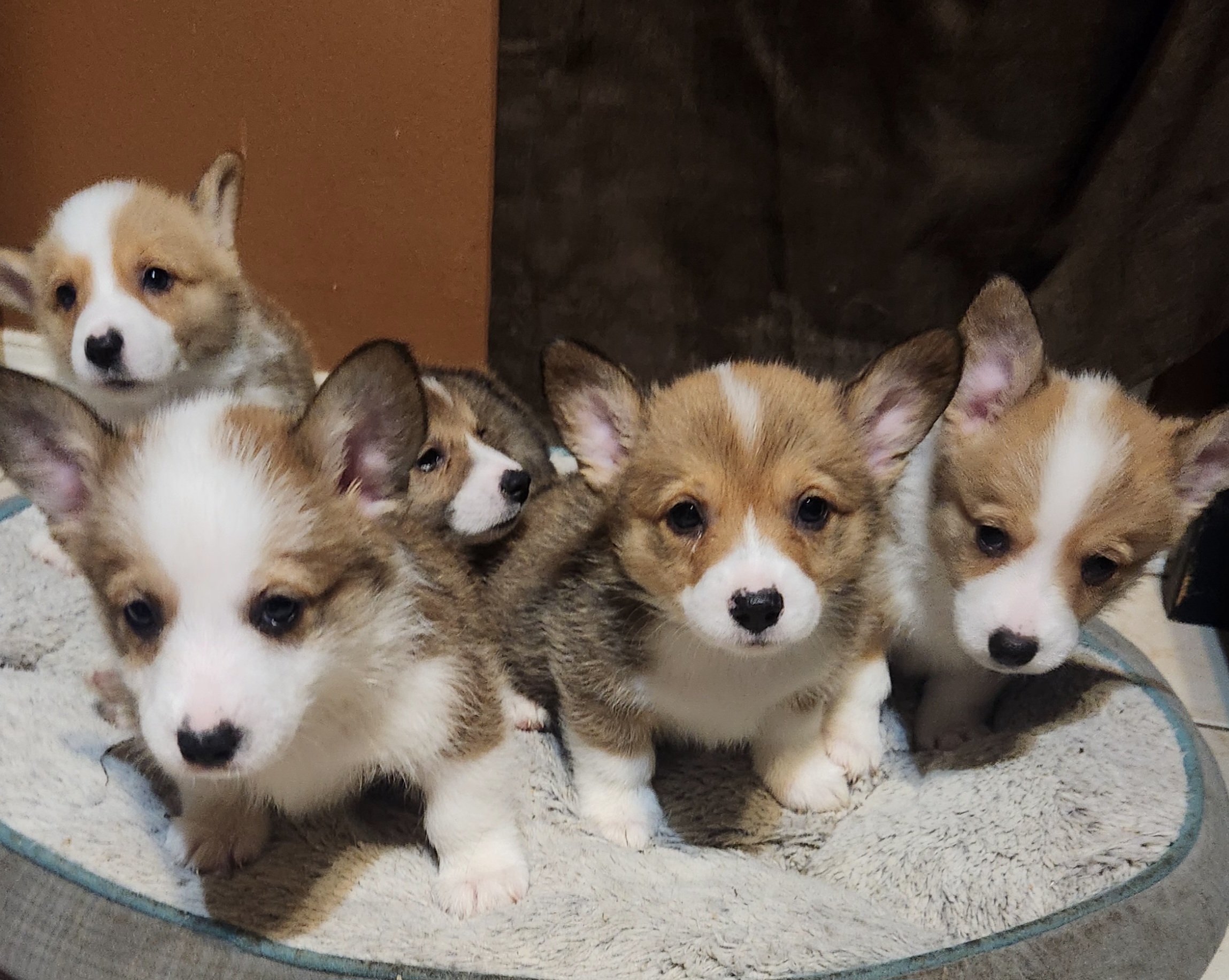Pembroke Welsh Corgi Puppies from South Texas Corgis