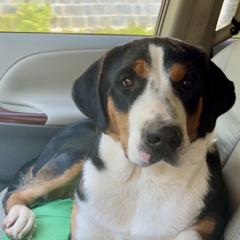 Money - Greater Swiss Mountain Dog