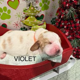 Violet - Lemon and white female Basset Hound puppy in Lagrange, Georgia from Tall Oak Bassets