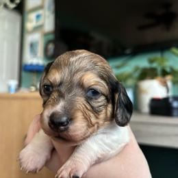 Clover - Dapple female Dachshund puppy in Jacksonville, North Carolina from Lizzie’s Doxies