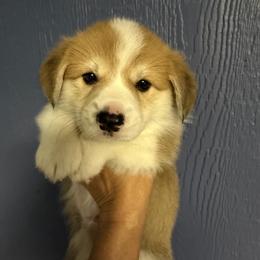 Brave - Red male Pembroke Welsh Corgi puppy in Victoria, Texas from Clear Creek Corgis