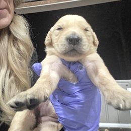 Twinkle - Golden female Golden Retriever puppy in Greenbrier, Tennessee from Glambleberry Goldens