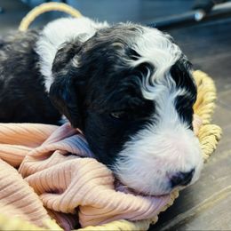 Mocha - Black and white female Aussiedoodle puppy in Fate, Texas from Dandy Lane Poodles & Doodles