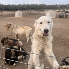 Calypso - female Maremma Sheepdog puppy in Kings County, California from Prancing Pony Farm Maremma Sheepdogs