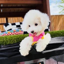 COCO - White female Maltipoo puppy in Sugar Land, Texas from Celebrity Maltipoos
