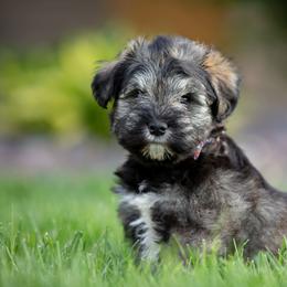 Miniature Schnauzer Puppies from Star Schnauzers