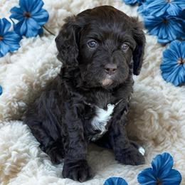 Mousse - Chocolate male Cavapoo puppy in Caldwell, Idaho from Leila Pearson