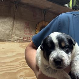 Girl 2 - Blue female Australian Cattle Dog puppy in Valley Mills, Texas from Bottoms Up Cattle Dogs