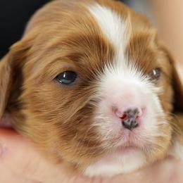 Rusty - Ruby male Cavalier King Charles Spaniel puppy in Greensboro, North Carolina from Hyde Park Cavaliers