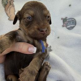 Boy 2 - male Dachshund puppy in Apache Junction, Arizona from Shaw Dachshunds