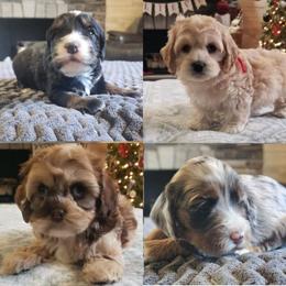 Cockapoo puppies from Robbin's Treasures