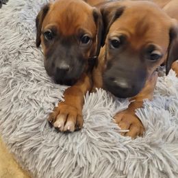Rhodesian Ridgeback Puppies from Sky Ridge
