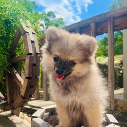 Moscato - Wolf sable female Pomeranian puppy in Buck Valley, Pennsylvania from Buck Valley Pomeranians