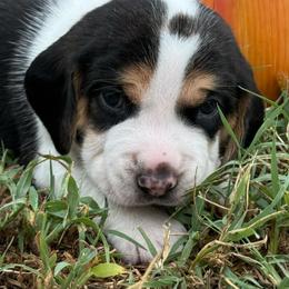 AKC Lynx - Black tan and white male Beagle puppy in Rogersville, Missouri from Hales Little Beagle Haven