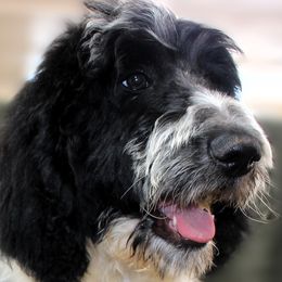 Fin- Boy 7 - Black and white Aussiedoodle puppy in Stokesdale, North Carolina from His and Hers Poodles and Doodles