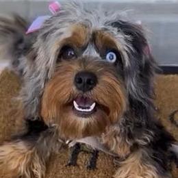 LuLu - Cavapoo