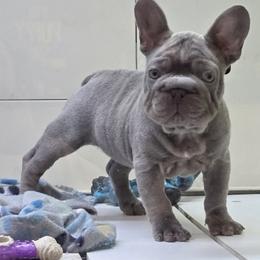 Girl 1 - purple - French Bulldog puppy from Boss Lady Kennel