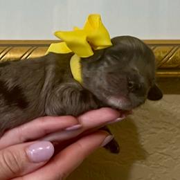 Addy - Blue merle female Aussiedoodle puppy in Midlothian, Texas from Gray Doodles