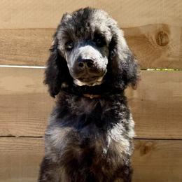 Enoki - Brindle male Poodle puppy in Arroyo Grande, California from Ever So Clever Poodles
