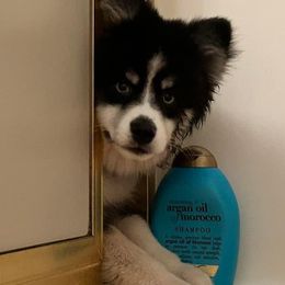 Pomsky Puppies from Arctic Tails