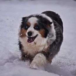 Maggie May - Miniature Australian Shepherd