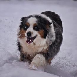 Maggie May - Miniature Australian Shepherd