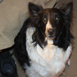 Shetland Sheepdog All Grown Up from Stafford Shelties