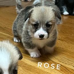 Rose - Red female Pembroke Welsh Corgi puppy in Vernal, Utah from Bingo's Kennel