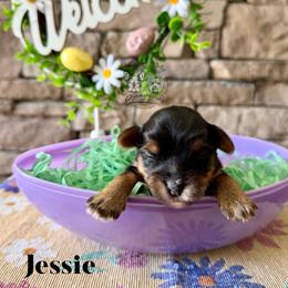 Jessie - Black and tan female Yorkshire Terrier puppy in Smryna, Georgia from Owensons’ Kennel