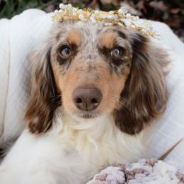 Gemma - Dachshund