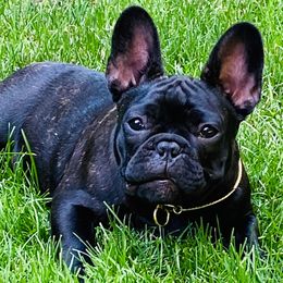 French Bulldogs from Roje’s