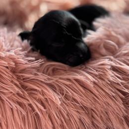 Lennox - Black female Goldendoodle puppy in Rising Sun, Indiana from Ruby Lane Doodles
