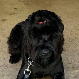 Giant Schnauzers from Pamela Wollet