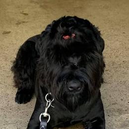 Giant Schnauzers from Pamela Wollet