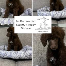 Butterscotch - Brown male Poodle puppy in Ocean Springs, Mississippi from Forever Summer Standard Poodles
