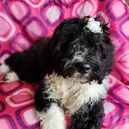 Princess - Black and white Portuguese Water Dog puppy in Denver, Pennsylvania from Wood's Edge Portuguese Water Dogs