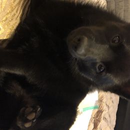 Schipperkes from D’or Cote