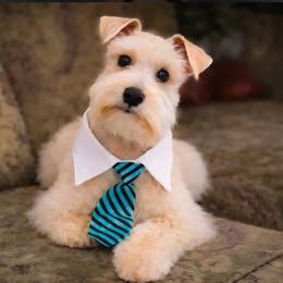 Sebastian - Miniature Schnauzer