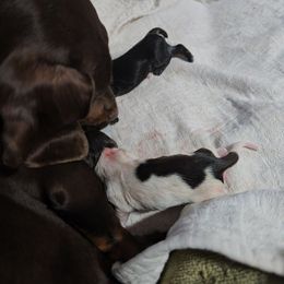 Twinkle - Piebald female Dachshund puppy in Oklahoma City, Oklahoma from Hamm Weenies  AKC (Dachshunds)