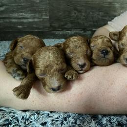 Duke - Red  male Poodle puppy in Osseo, Michigan from Paws in the Country
