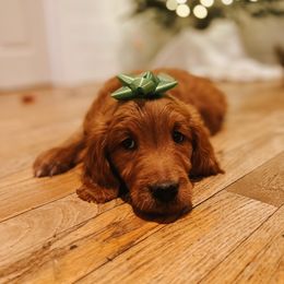 Goldendoodle Puppies from J+A Family Doodles