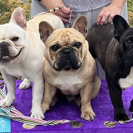 Pooh - French Bulldog