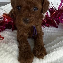 Clarice - Red  female Poodle puppy in Cape Coral, Florida from Ruby the poodle