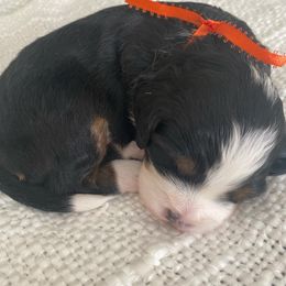 Bernedoodle Puppies from Best Friend Bernedoodles