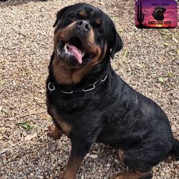 REK - Rottweiler