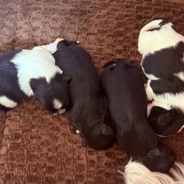 Boy 1 - Black and white male Shih Tzu puppy in Frisco, Texas from My Royal Shih Tzu⚜️