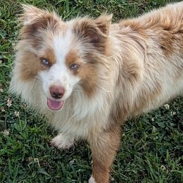 Chief - Miniature Australian Shepherd
