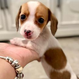 Luna - Piebald female Dachshund puppy in Moreno Valley, California from Purpleheart_doxiess