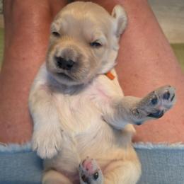 Maverick - Cream male Goldendoodle puppy in Summerfield, North Carolina from Lila's Teddybear Goldendoodles