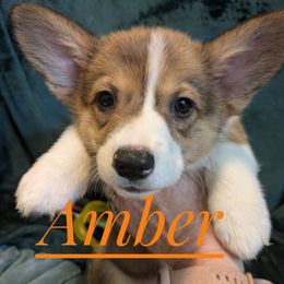 Amber - Sable female Pembroke Welsh Corgi puppy in Berkeley Springs, West Virginia from Hummingbird Farm